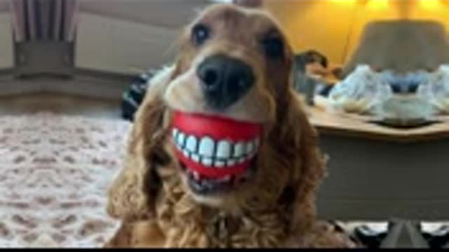 These are some of best FUNNY DOG videos in 2021