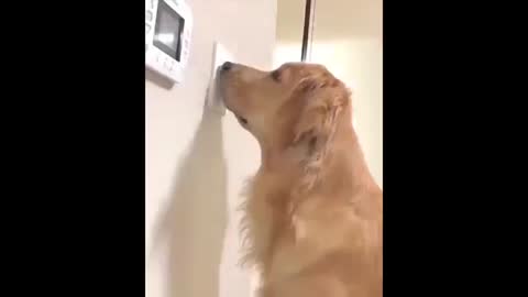 Try Not to Laugh - Puppies Edition #19