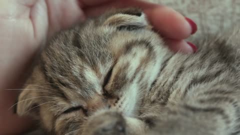 Girl wiping her hand on the cat's head