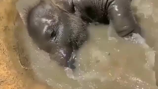 Cute little baby elephant taking bath 😍