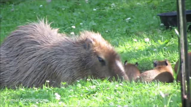 Baby capybara playing