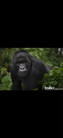 MJCS 32) Michelle Obamas Father 12/11/2020