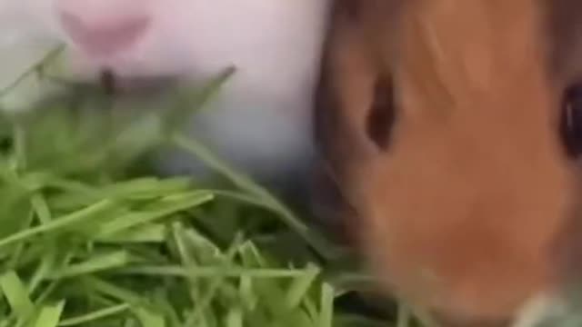 Baby Guinea pig brothers eating fresh grass