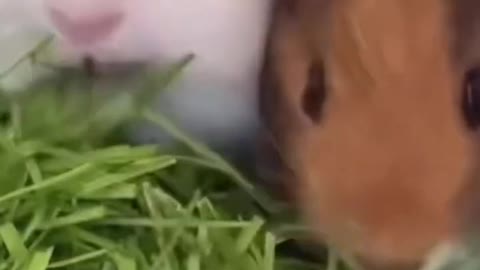 Baby Guinea pig brothers eating fresh grass