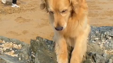 Cute and funny videos of dogs at the seaside