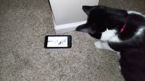 Rob Wolchek The Cat Watching A Movie On The Phone In 2018