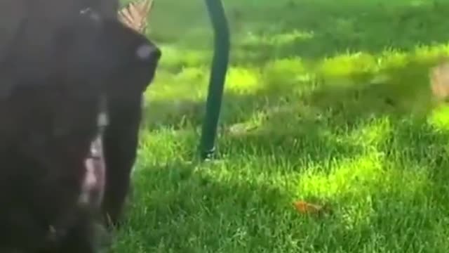 Puppy plays with friendly butterflies.. 😊