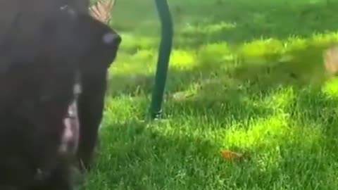 Puppy plays with friendly butterflies.. 😊