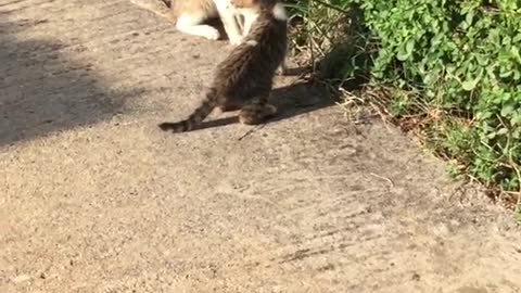 Cats play fighting with one another