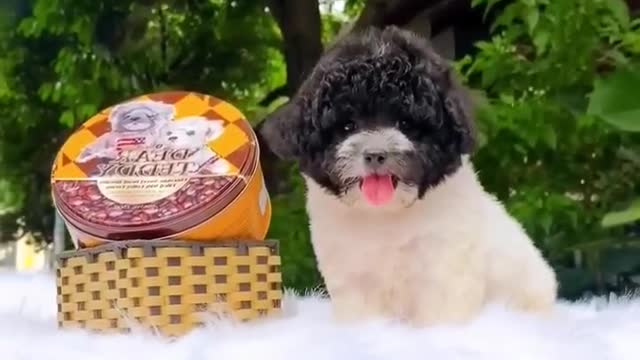 A baby poodle is so cute