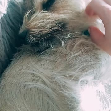 Luna cute dog 🐕♥️