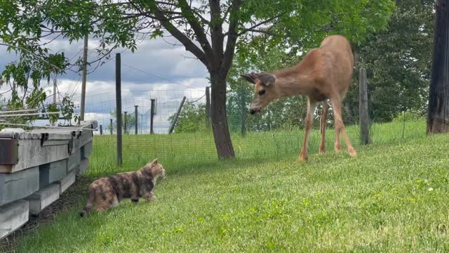 The cat is surprised to meet a new friend