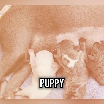 Top 3 of the Most Expensive Dog Breeds in the World