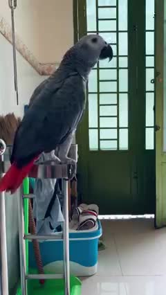 cute and lovely parrot bird