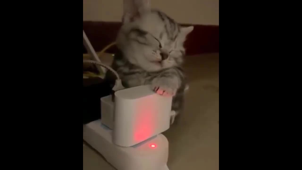 little cat puppy sleeping and dreaming on cell phone chargers