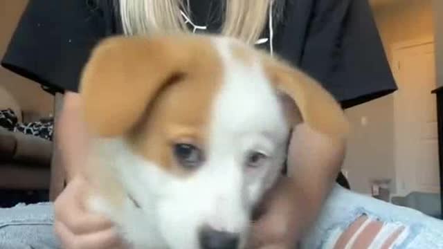 Soo Cute Puppy 💕 Tiktok @bentleythecorgipuppy