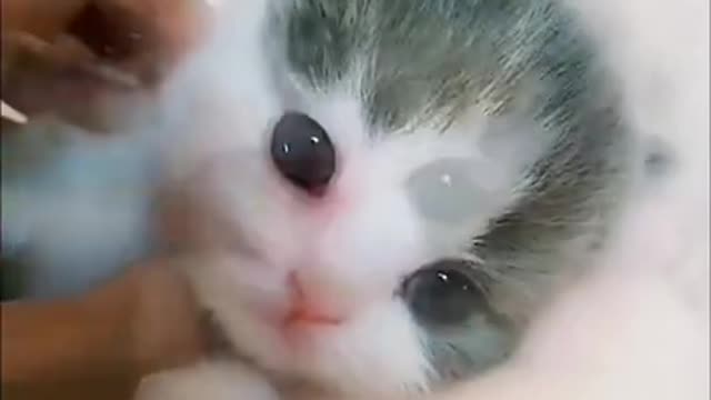 Baby Kitten Playing With Me