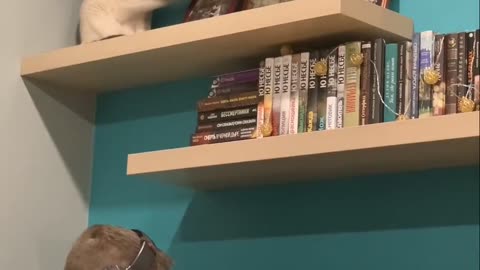 Cheeky Kitty Clears Shelf