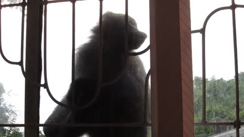 Baboon Licking Glass