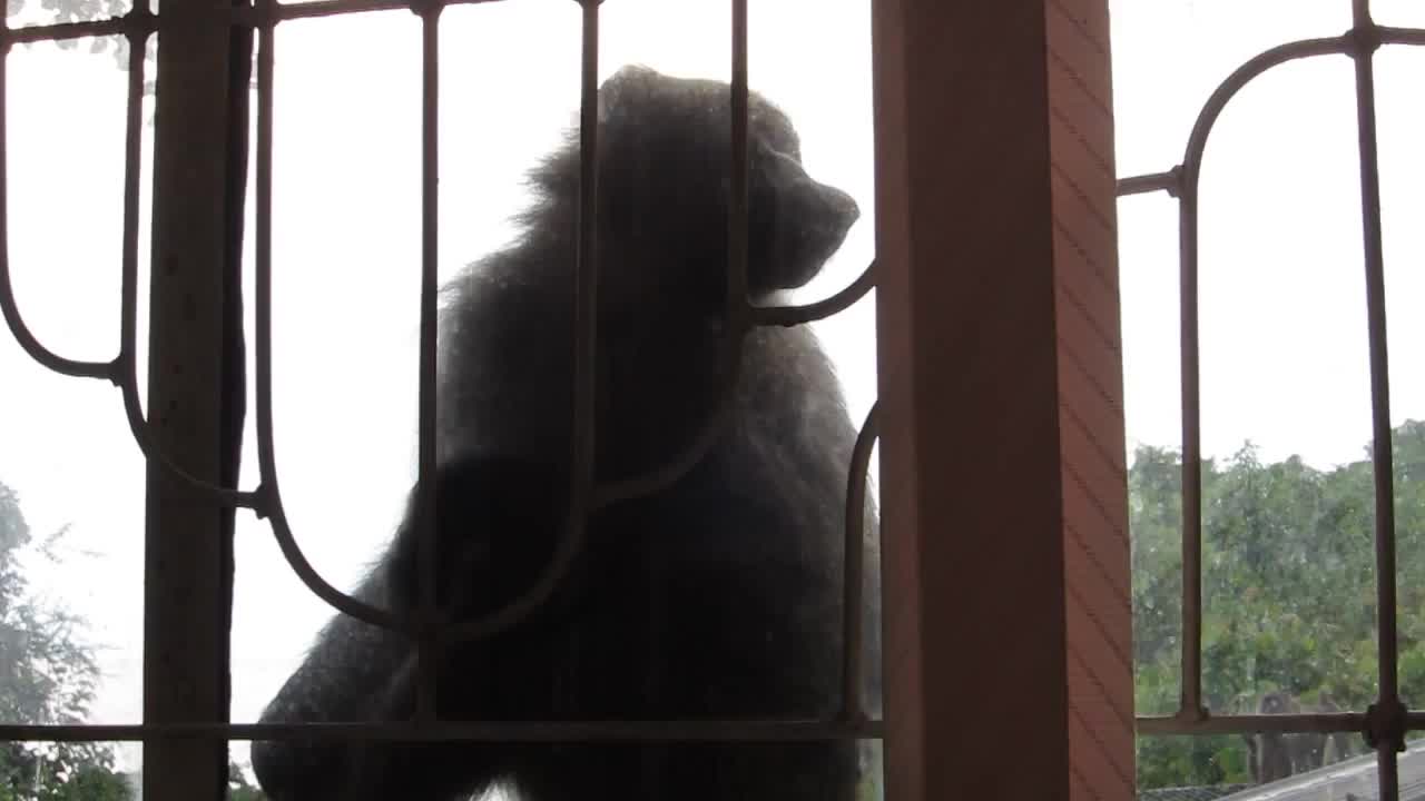 Baboon Licking Glass