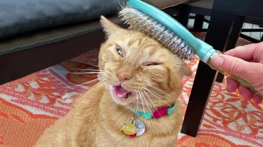 FUNNIEST ANIMALS - Best Of The 2021 FUNNY CAT Videos