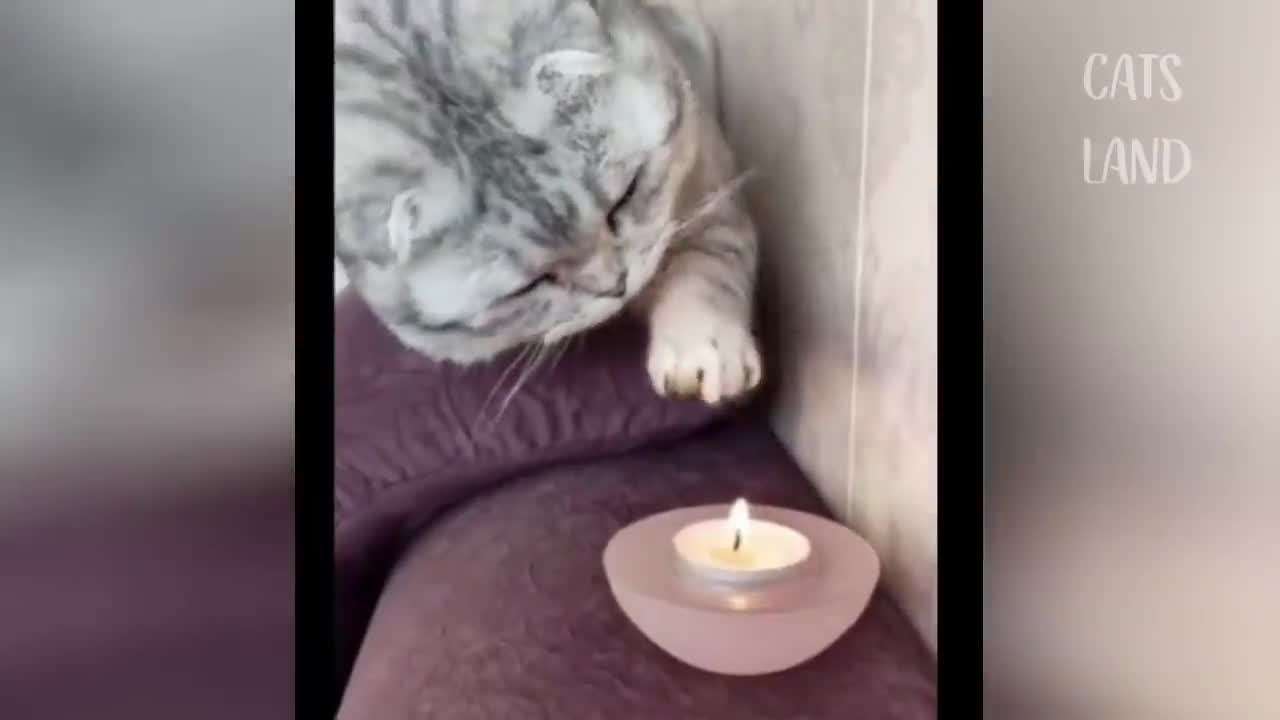 HAHA AMAZINlG So Cute Cats ♥ Best Funny Cat Videos 2021