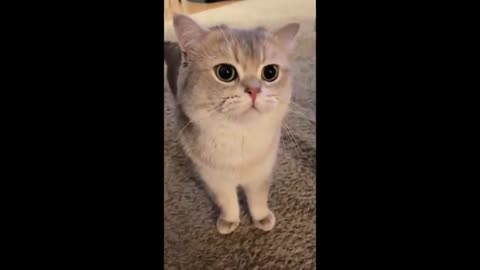 Viral cueat cat #love cat