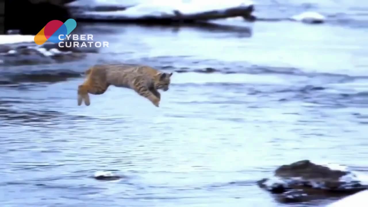 Leap of Faith: Snow Cat’s Daring Jump! 🐱❄️🌉🚀💪🌟