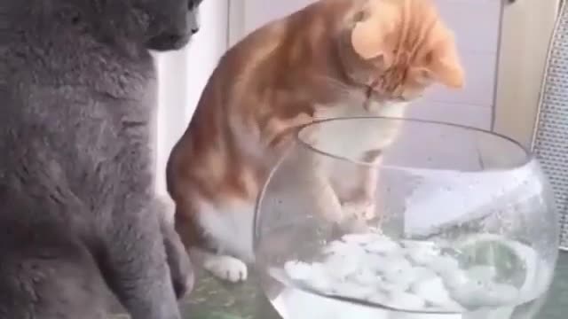 Cat Saving Fish 😲🐟😲 🐈 watch till the end