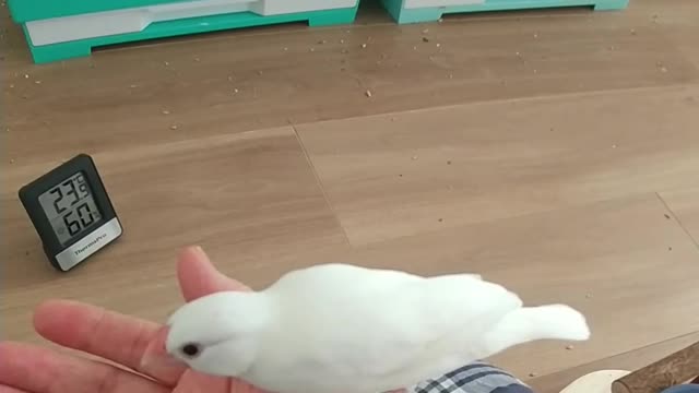 すっかり手乗り文鳥