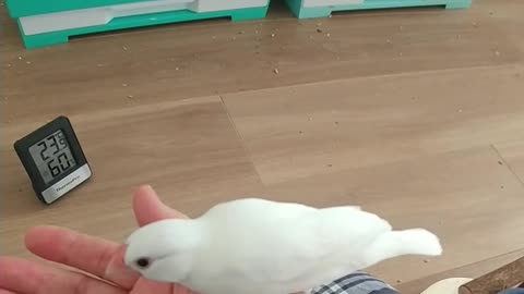 すっかり手乗り文鳥