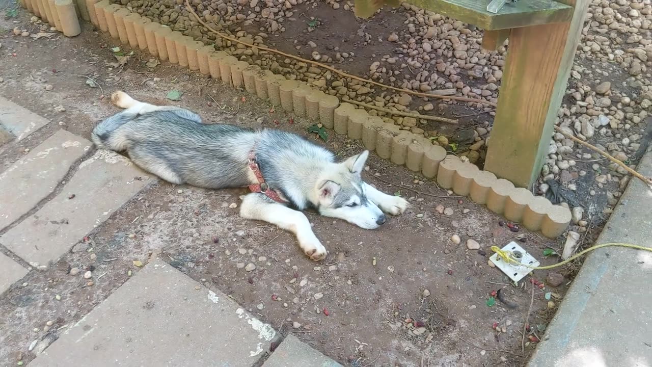 Micco the Husky Pup Update, back from the vet