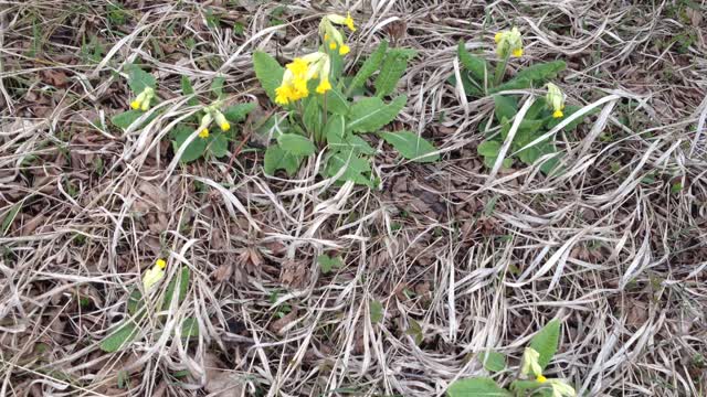 Wild Flower Primula Veris, Cowslip Primrose