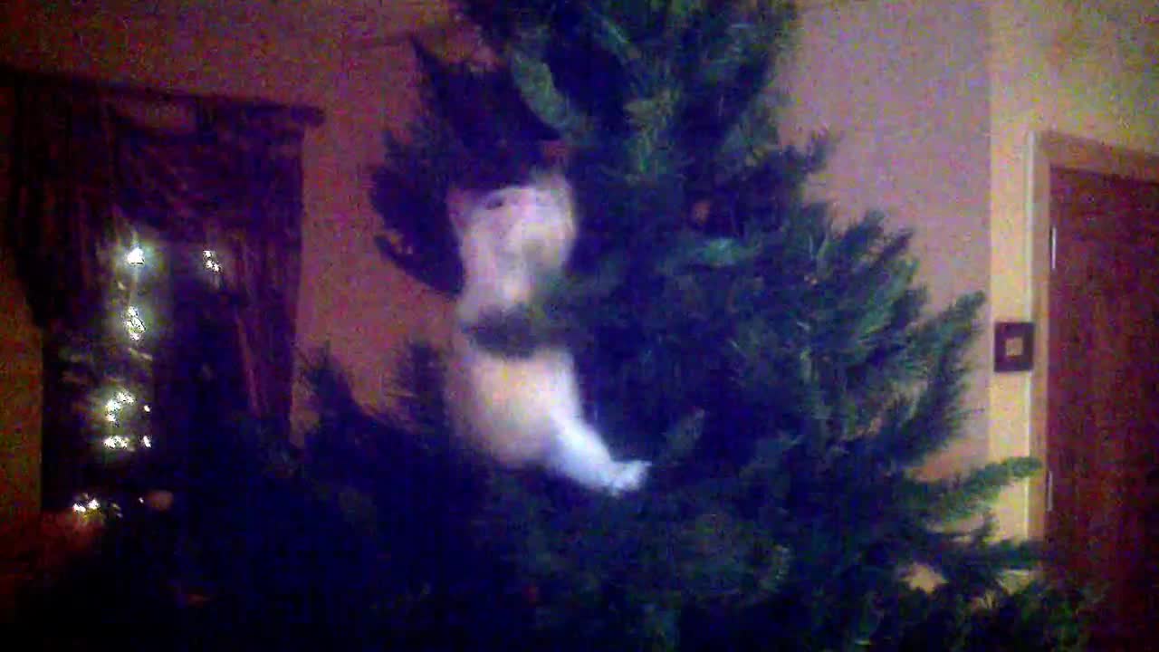 Cat explores Christmas tree