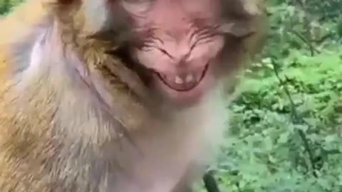 smiling monkey