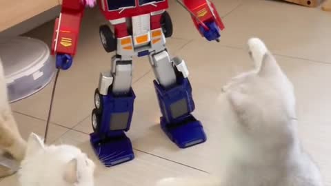 Tease the cat with Optimus Prime