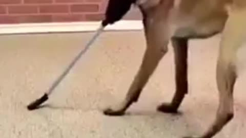 Dog Playing Polo #shorts #viral #shortsvideo #video