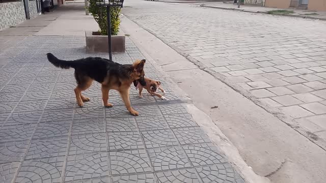 Cachorros adorables jugando