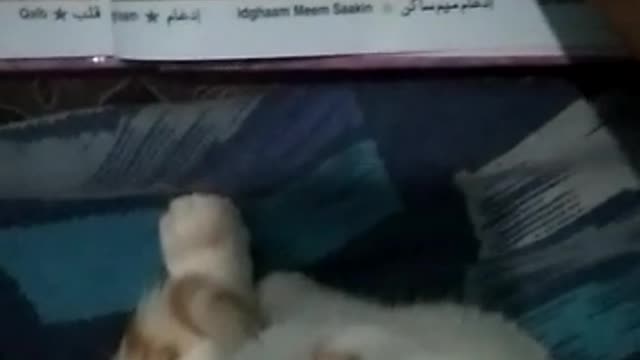 Cat with Quran