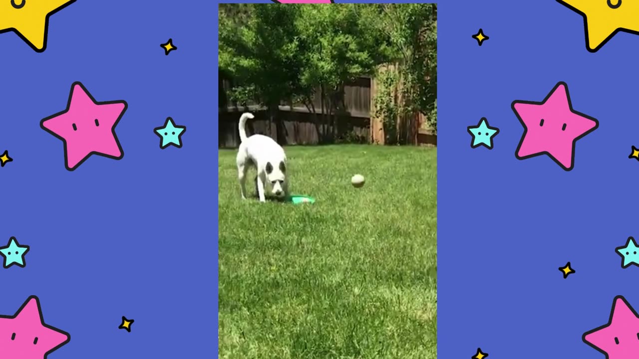 Genius Dog Figures Out How To Carry Two Toys At Once