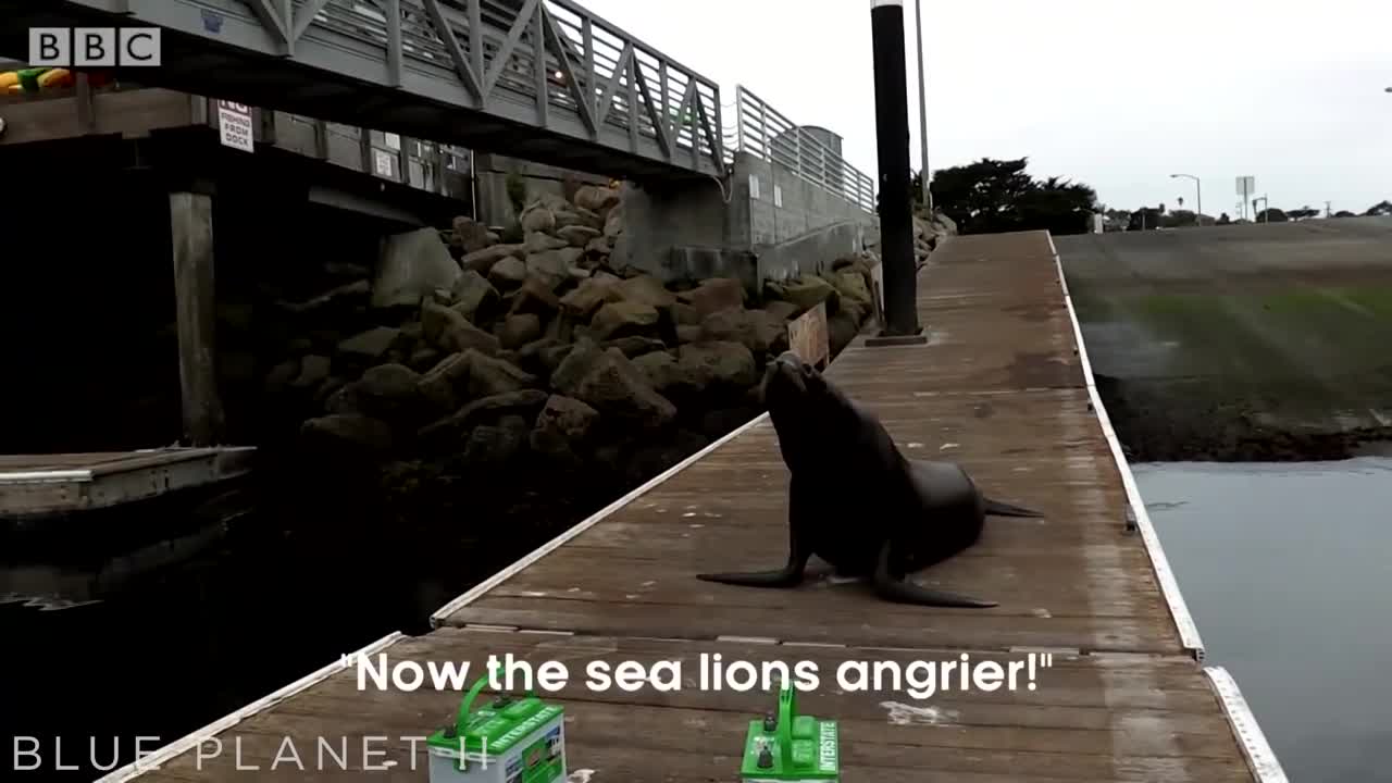 Chased By Angry Sea Lion | Blue Planet II Behind The Scenes