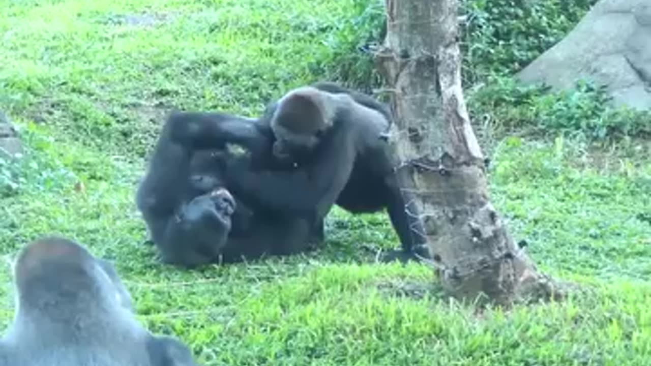 Two Gorilla little fight