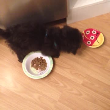 Cachorro confundido no sabe cómo funciona el bowl de comida