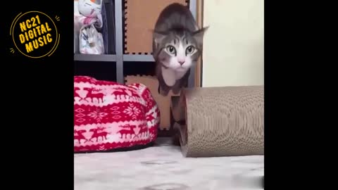 Funny Videos of Dogs, Cats and other Animals 2