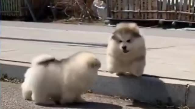 Cute dog's video cute cat's video funny videos