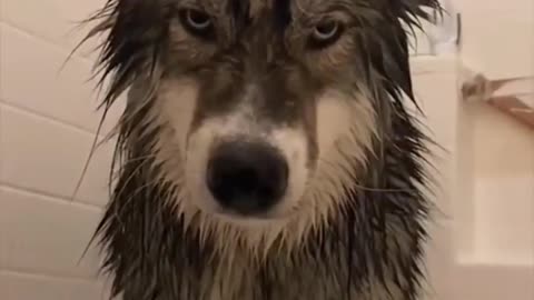 Pets When They Are Wet And Dry