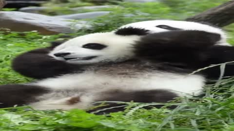 The giant panda is so funny