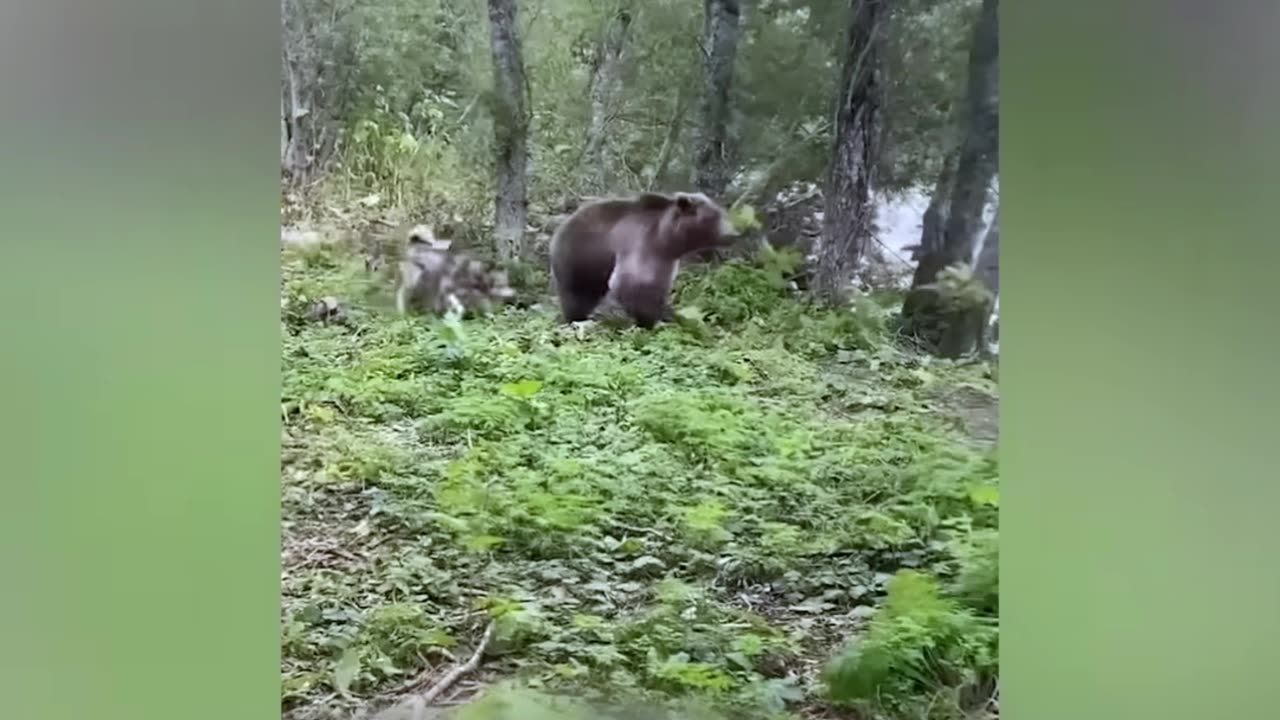 12 Scariest Bear Encounters Ever Filmed in Russia