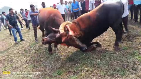 Buffalo fight