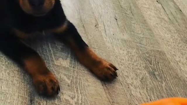 cat and dog